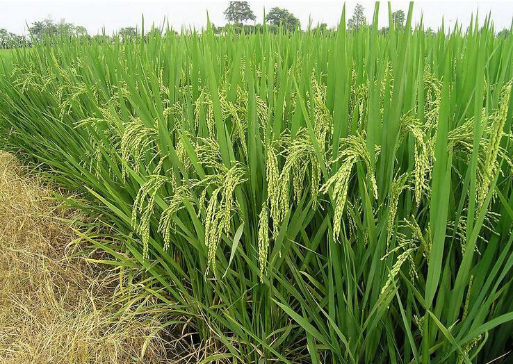 �ЙC����δ���ЙC�r�I�İlչڅ�ݣ���������ô